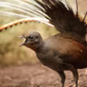 Lyrebirds Shift the Earth