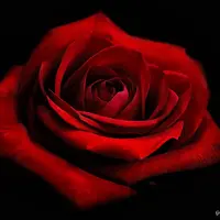 Red Rose FM