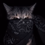 ShinnnZ