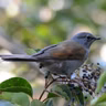 Song of the Mountains: The Brown-backed Solitaire