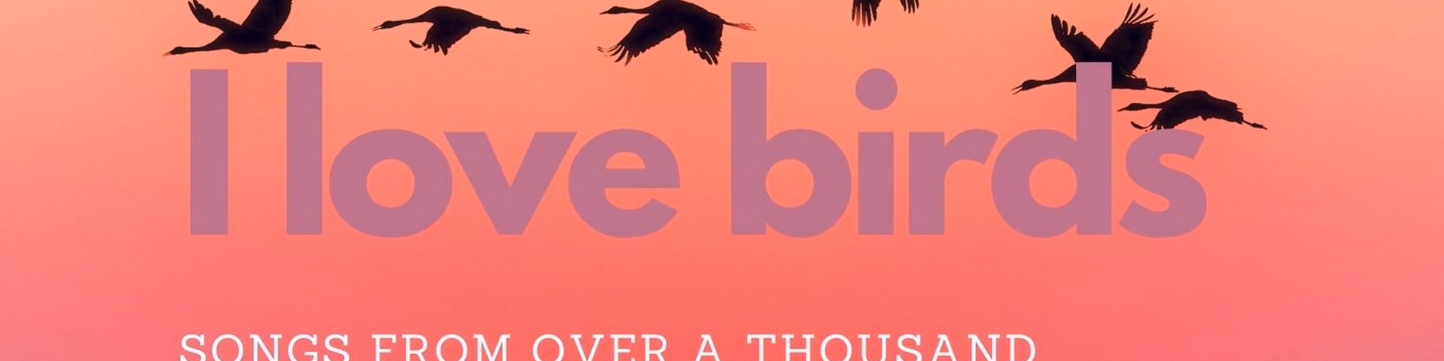 I love birds