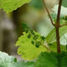 How to grow grapes in your backyard