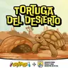 Tortuga del Desierto: sobrevivir en el desierto más caliente de América