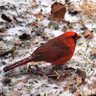 Cat, Gary, and Jerry talk about Birdability Week