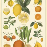 passaros
