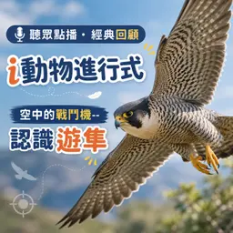 聽眾點播|i動物進行式|經典重播:空中的戰鬥機--認識遊隼
