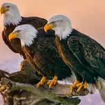 Eagle gospel radio