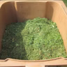 From fruit flies to blowflies – how to manage the horror in your compost bin