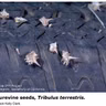 Controlling Puncturevine Weed and Liquidambar Tree Seeds