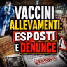 VACCINI ALLEVAMENTI: ESPOSTI E DENUNCE - BN News