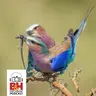 The Ethics of Wildlife Photography with Melissa Groo & Bobby Stormer