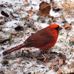 Any Bird Any Body