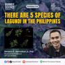 Ep134 - There are 5 species of Lagundi in the Philippines