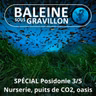 SPÉCIAL Posidonie 3/5 : Nurserie, puits de Carbone, protège-plage....