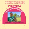 Chickens Are Not Just Livestock; They Are Companions That Change Your Day