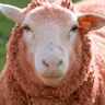 Die Tierdocs: Schaf hat rote Wolle