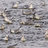 Bonaparte's Gull Chorus-line