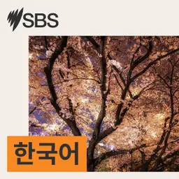 2026년 8월 5일 수요일 SBS 한국어 프로그램