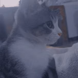 Cucy caca
