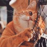 neko Radio - Priconne