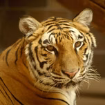 sabari