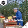 Ora et labora (NL)