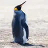 🎧 兒童科普｜i動物進行式：誰是受歡迎的動物明星？--認識企鵝