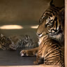 Two Irish zoos are celebrating some rare new arrivals