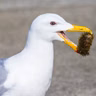 Birds in Summer — the Heat of the Day