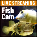 FishCam