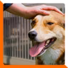 Ep.30 Tadinho do cachorro