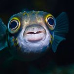 Fishy Radio