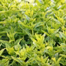 Garden question lightning round: controlling rampant mint, runaway chervil and more