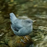 Why Do Dippers Dip?