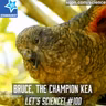 No Beak, No Problem: Meet Bruce the Champion Kea
