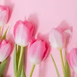 Radio Tulip