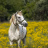 Parenting: Daughter gives up on horse riding