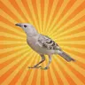 L'oiseau jardinier séduit grâce à l'illusion d'optique !