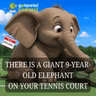 There's a Nine-Year-Old Elephant on Your Tennis Courts