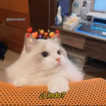 Samuel_RD