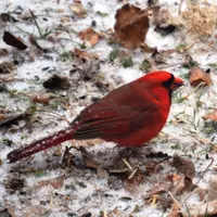 Any Bird Any Body