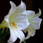 UN CURSO DE MILAGROS Y AMOR con Claudio