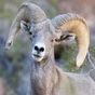 Borrego Valley Community Radio - The RAM