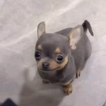 Pelados H