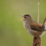 The Marsh Wren