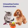 Tips on Pet Training