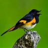Setting the Thermostat with Birds in Mind