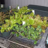 Cool Season Garden PLANNING Time is Here