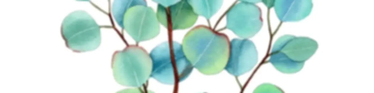 考拉的树窝