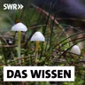 Vernetzter Wald – Wie Pilze und Pflanzen kommunizieren